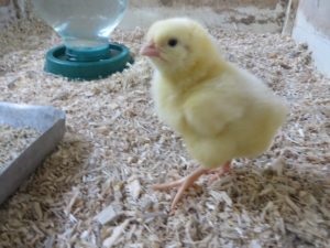 Як годувати бройлерів в домашніх умовах і що включати в раціон птахів