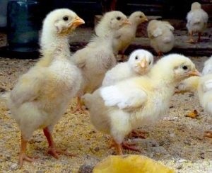 Як годувати бройлерів в домашніх умовах і що включати в раціон птахів
