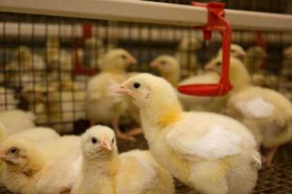 Hogyan kell etetni a csirkéket-brojlercsirke otthon megfelelően hízik gyorsan