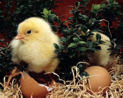 Hogyan kell etetni a csirkéket-brojlercsirke otthon megfelelően hízik gyorsan