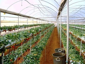 Hogyan lehet indítani egy vállalkozást epret termeszteni üvegházakban egész évben munkafázisokat és előkészítés (szamóca) Hogyan lehet indítani egy vállalkozást epret termeszteni üvegházakban egész évben munka és előkészítés szakaszában