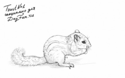 Hogyan kell felhívni a ceruzát mókus szakaszban - a tanulságok levonása - hasznos artsphera