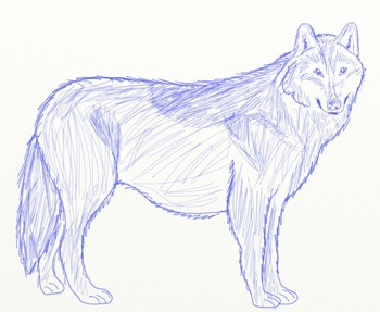 Ahogy narisovt Wolf, Wolf rajz szakaszában ceruza