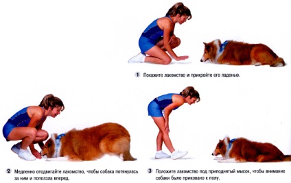 Hogyan kell tanítani a kutyát, hogy „csúszás” parancs 1