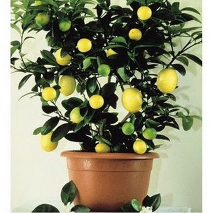Ahogy beporzás citrom