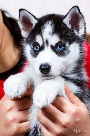 Hogyan elválaszt egy labrador kölyök ugrik az emberek, a kölyök