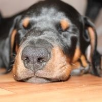 Hogyan elválaszt egy labrador kölyök ugrik az emberek, a kölyök (ugrás) Hogyan elválaszt egy labrador kölyök ugrik az emberek, a kölyök