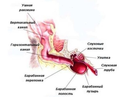 Hogyan tisztítható macska fülét otthon