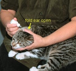 Hogyan tisztítható macska fülét otthon