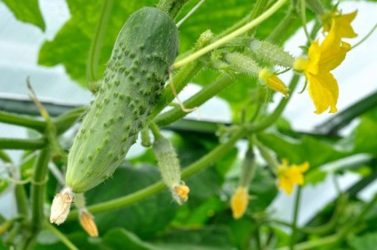 Hogyan juthat el az uborka termés 2-3 hét a tervezett időpont előtt, a kertben ()