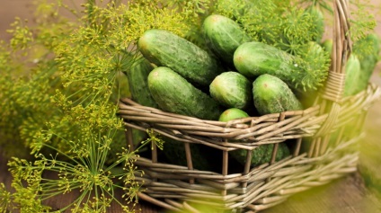 Hogyan juthat el az uborka termés 2-3 hét a tervezett időpont előtt, a kertben ()