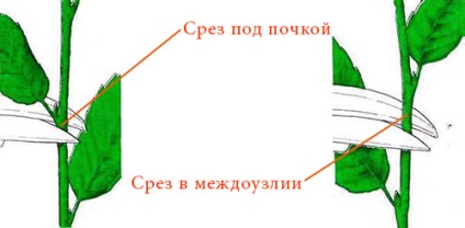 Hogyan lehet csökkenteni a szárak (dugványok) Hogyan lehet csökkenteni a szárak