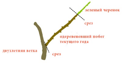 Hogyan lehet csökkenteni a szárak (jobbra) Hogyan lehet csökkenteni a szárak
