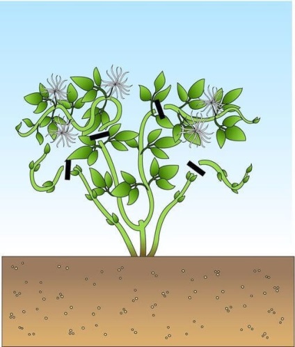 Hogyan lehet csökkenteni a klematisz
