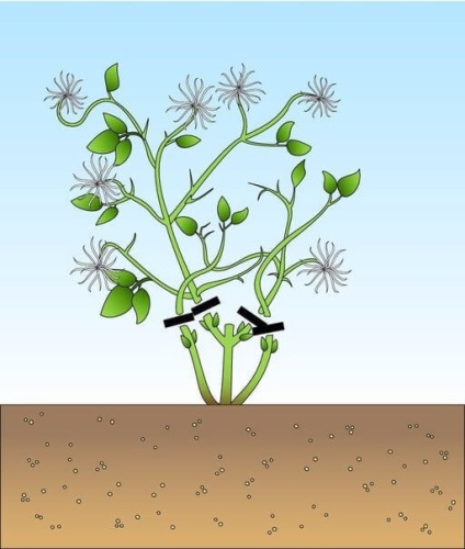 Hogyan lehet csökkenteni a klematisz