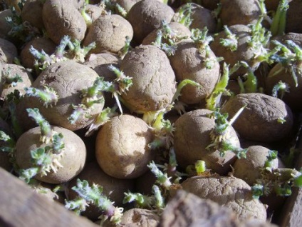 Hogyan készüljünk burgonya ültetésére, dachasadovnika