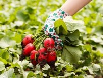 Hogyan kell helyesen öntözni a céklát, kertész (tanya)