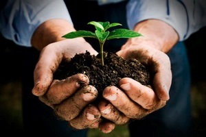 Hogyan megtermékenyítő a talaj (záró) Hogyan megtermékenyítő a talaj