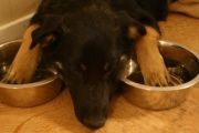 Hogyan válasszuk ki a kölyök mopsz (pick mopsz kiskutyát) Hogyan válasszuk ki a kölyök mopsz