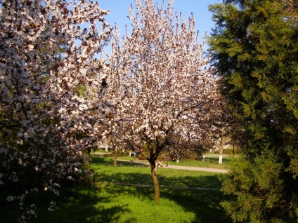 Növényi szilva megfelelő technológiával (növény) Hogyan ültessünk egy szilva megfelelő technológiai
