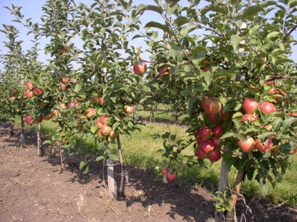 Hogyan ültessünk egy törpe almafa ültetési rendszeren fotókkal