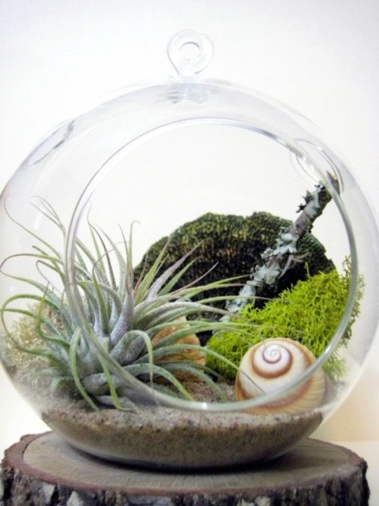 Hogyan készítsünk saját kezűleg florarium (florarium) Hogyan készítsünk saját kezét florarium