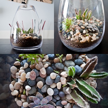 Hogyan készítsünk saját kezűleg florarium (florarium) Hogyan készítsünk saját kezét florarium