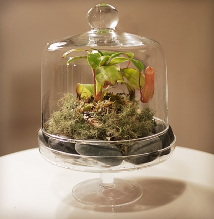 Hogyan florarium a kezüket (csinálni) Hogyan készítsünk saját kezét florarium