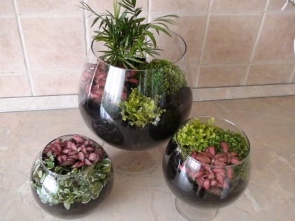 Hogyan florarium a kezüket (csinálni) Hogyan készítsünk saját kezét florarium