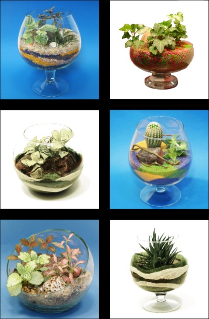 Hogyan florarium a kezüket (csinálni) Hogyan készítsünk saját kezét florarium