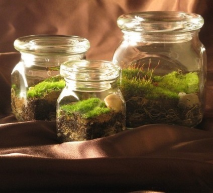 Hogyan készítsünk saját kezűleg florarium (florarium) Hogyan készítsünk saját kezét florarium