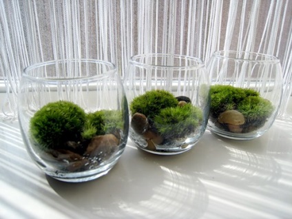 Hogyan készítsünk saját kezűleg florarium (florarium) Hogyan készítsünk saját kezét florarium