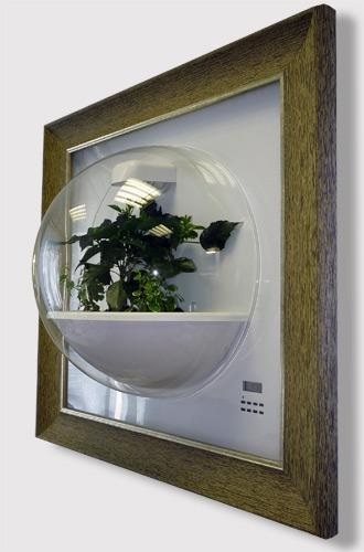 Hogyan készítsünk saját kezűleg florarium (florarium) Hogyan készítsünk saját kezét florarium
