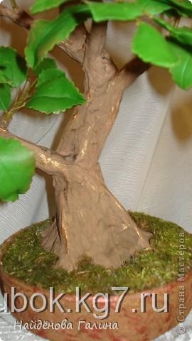 Hogyan készítsünk egy hordó sleplennogo bonsai, gubanc