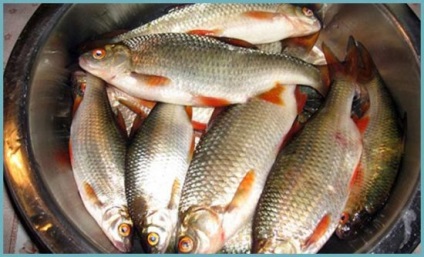 Mivel a só folyami hal (szárított hal, sügér, törpeharcsa, sivár, Roach) recept otthon (só) Mivel a só folyami hal (szárított hal, sügér, törpeharcsa, sivár, Roach) otthon recept