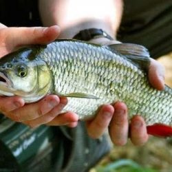 Mivel a só folyami hal (szárított hal, sügér, törpeharcsa, sivár, Roach) otthon recept