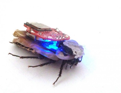 Hogyan hozzunk létre egy cyborg csótány vizuális támogatás - a high-tech és a fejlett a hírek (csótány) Hogyan hozzunk létre egy cyborg csótány vizuális támogatás - a high-tech és a fejlett a hírekben