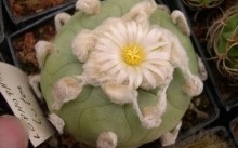 Cactus a házban - jó vagy rossz előnyei és hátrányai, mítoszok és vélemények
