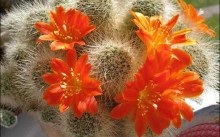 Cactus a házban - jó vagy rossz előnyei és hátrányai, mítoszok és vélemények