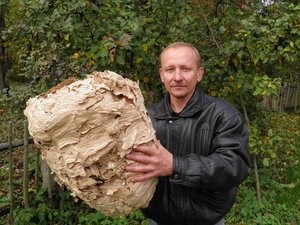 Hogyan, hogy elpusztítsa a lódarazsak módon gyilkos lódarazsak és fészküket a sejtek és a lárvák intézkedések (lódarazsak) Hogyan, hogy elpusztítsa a lódarazsak módon gyilkos lódarazsak és fészküket a sejtek és a lárvák intézkedések