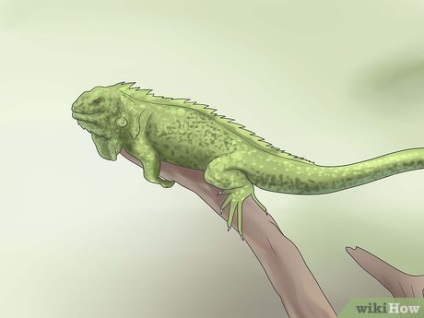 Hogyan törődik leguán (Iguana) Hogyan törődik iguana