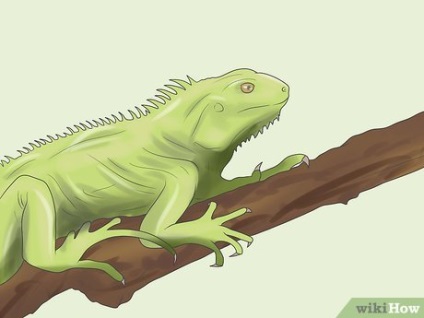 Hogyan törődik leguán (Iguana) Hogyan törődik iguana