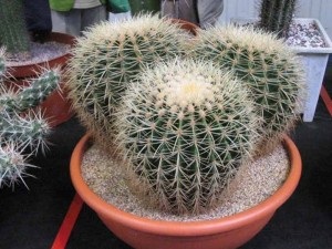 Hogyan törődik kaktuszok otthon, virágzás
