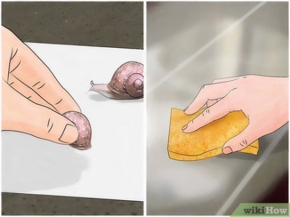 Hogyan törődik kerti csigát (csigák) Hogyan törődik kerti csigát