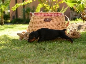 Hogyan válasszuk ki a szép becenevet dobermann