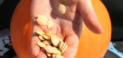 Amint áfonya nőnek a vetőmag (magból áfonya) Hogyan növekszik a magok áfonya