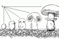 Hogyan növekszik gombát a ház a kertben