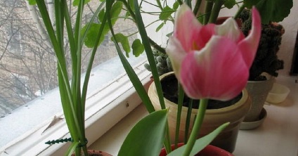 Hogyan növekszik tulipán