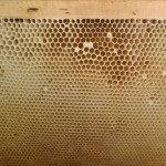 Hogyan kell tárolni a méhsejt méhészet, méhészeti gyakorlati
