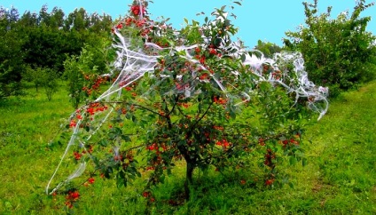 Hogyan védi a kertet madarak